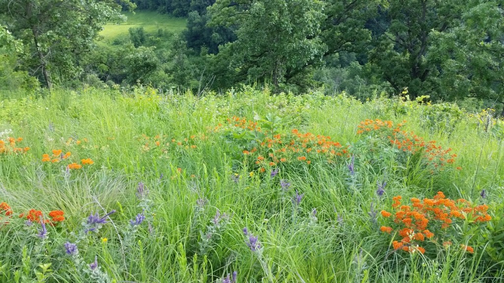 buckmaster prairie