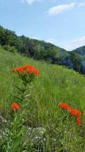 butterfly milkweed at Buckmaster