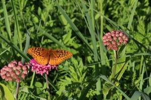 butterfly photo