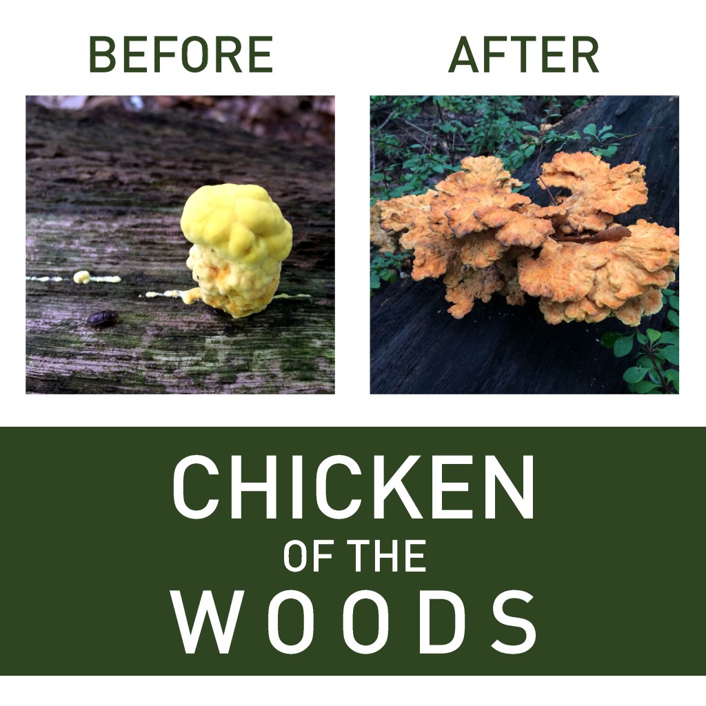 chicken of the woods2