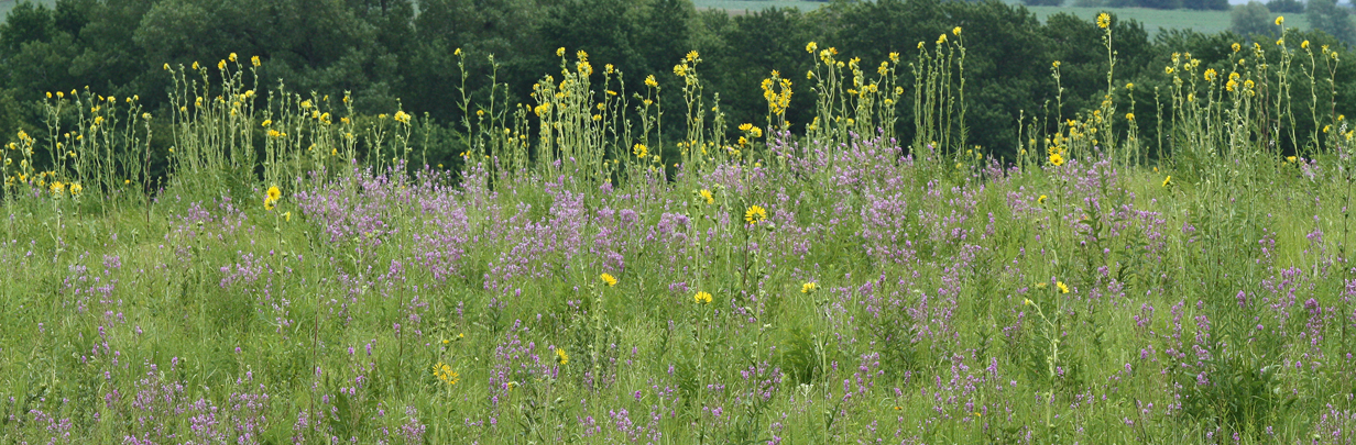 Compass Plants and Showy Tick-trefoil All Rights Reserved Carl Kurtz