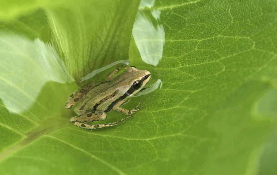 "Water that has collected in the leaves of the cup plant after a rain or from heavy morning dew becomes a microhabitat.  It often contains insects, and may be utilized by amphibians such as this chorus frog or by small songbirds as a source of drinking water." --- Carl Kurtz