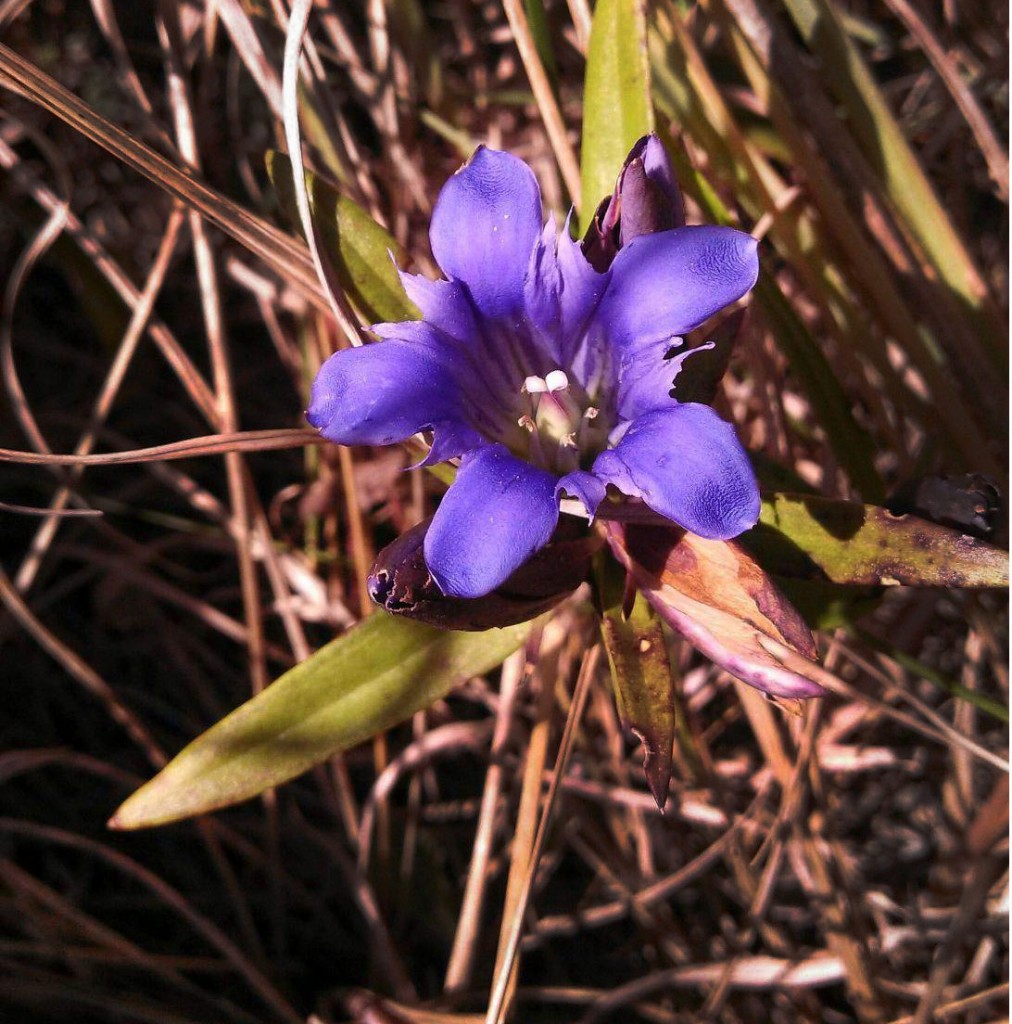 downy-gentian