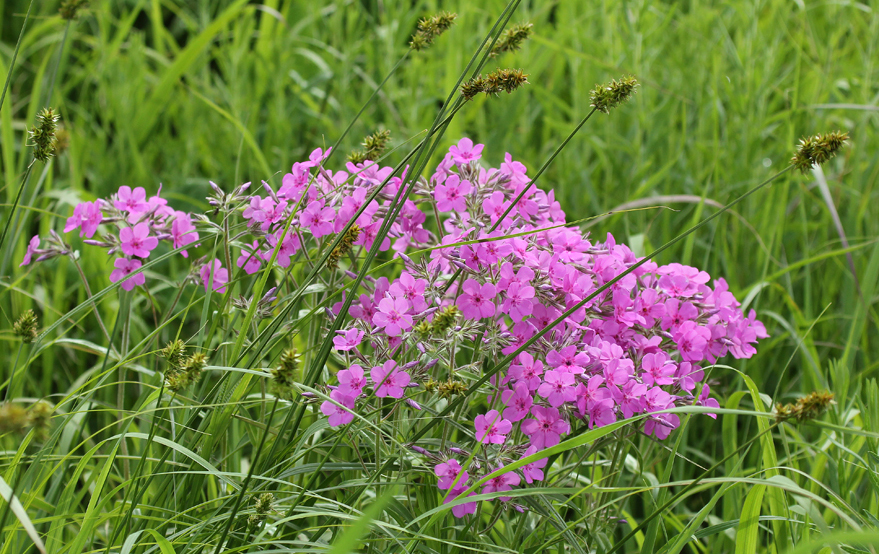 "Downy Phlox (Phlox pilosa) varies from pure white to a deep reddish pink.  Like many other prairie plants it does best with companions.  Here a sedge is growing up within the plant.  Companion plants may give needed support or the competition for root space and nutrients may help control plant height.  In any case a prairie is a community of plants and animals all living together for mutual benefit." --- Carl Kurtz