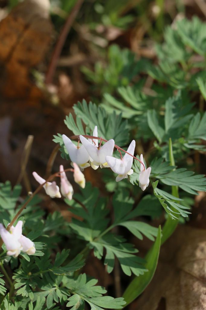 dutchmen's breechesSP