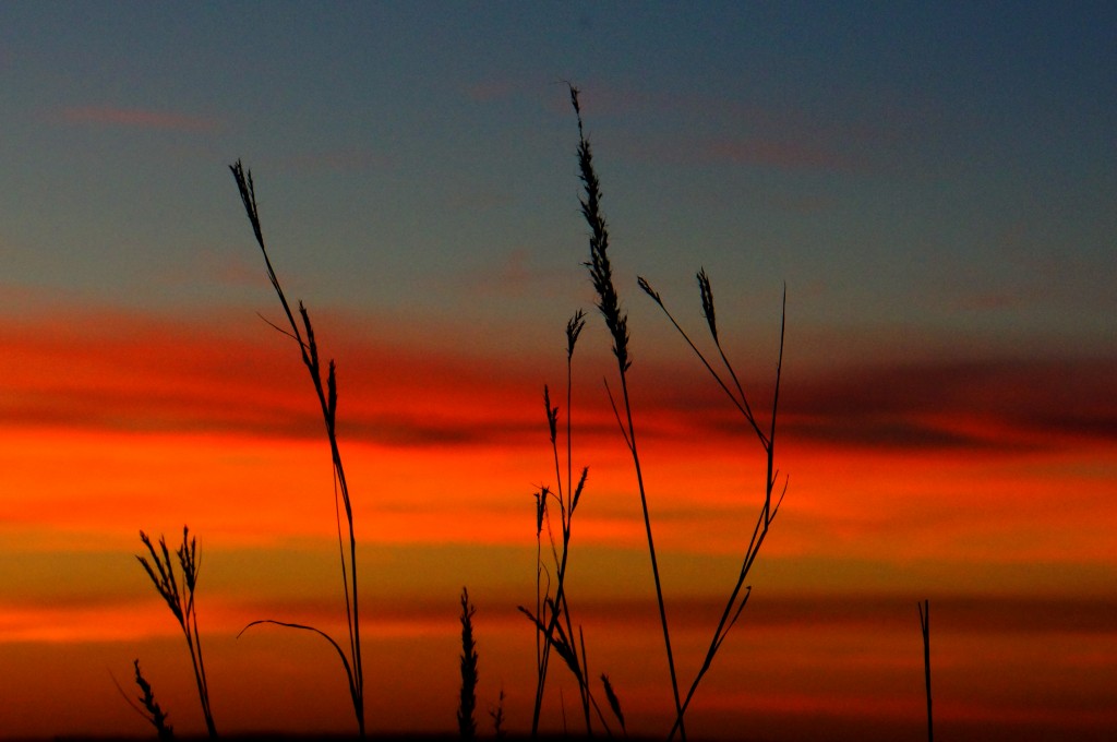 fall2014,bigbluestem,dsc4098