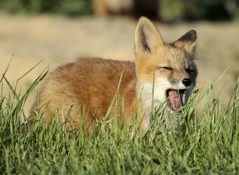 Wordless Wednesday – Yawning Fox Pup