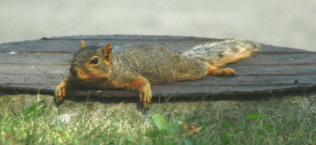 Fox Squirrel All Rights Reserved Carl Kurtz
