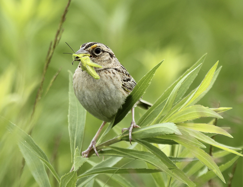 For grassland birds such as the grasshopper sparrow, insects such as this grasshopper are an important source of protein for the growth and development of nestlings.  Prairies or pastures that contain a variety of forbs (flowering plants) coupled with light to moderate grazing can host a wider variety of insects and are utilized by more species of grassland birds." --- Carl Kurtz