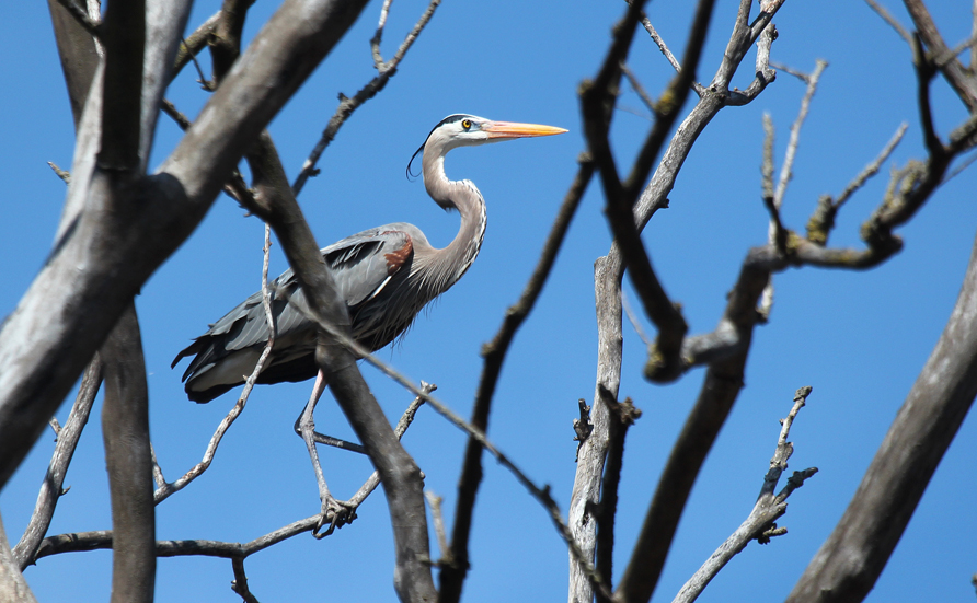 “Great Blue Herons nest in colonies and build stick nests located in the tops of tall trees.  Their colonies are often located near woodland stream corridors, in forests or near lakes.  They may fly for miles to favorite feeding areas, which provide them with fish, insects, frogs, small birds and small mammals.” – Carl Kurtz