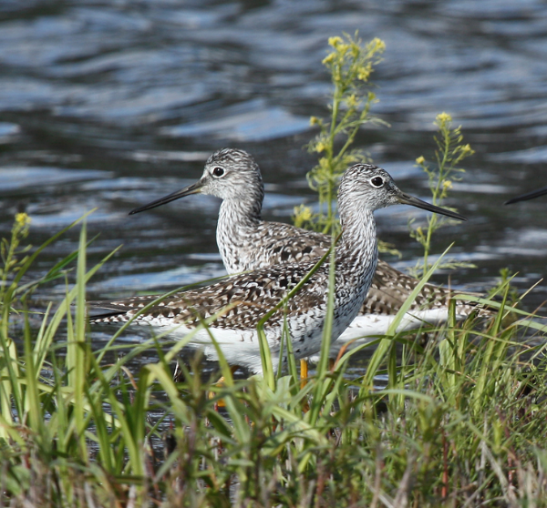 Greater Yellowlegs All Rights Reserved Carl Kurtz