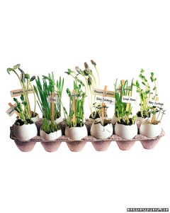 All Rights Reserved Martha Stewart Living