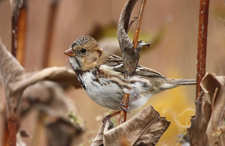 Harris's Sparrow All Rights Reserved Carl Kurtz