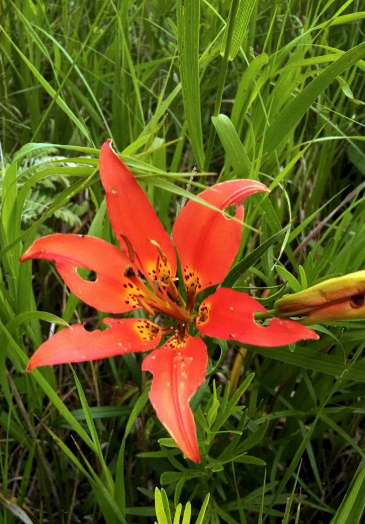 The Wood Lily
