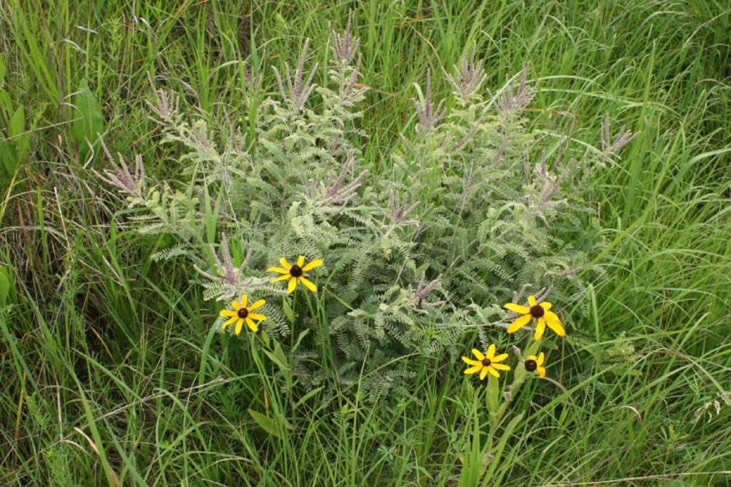 leadplant