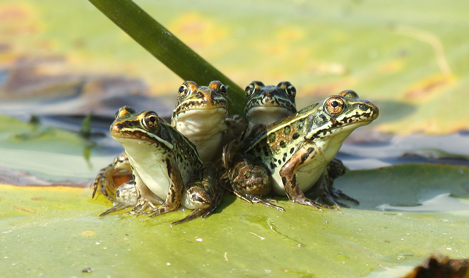 Leopard Frogs All Rights Reserved Carl Kurtz