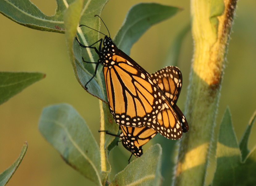 Mating Monarchs All Rights Reserved Carl Kurtz