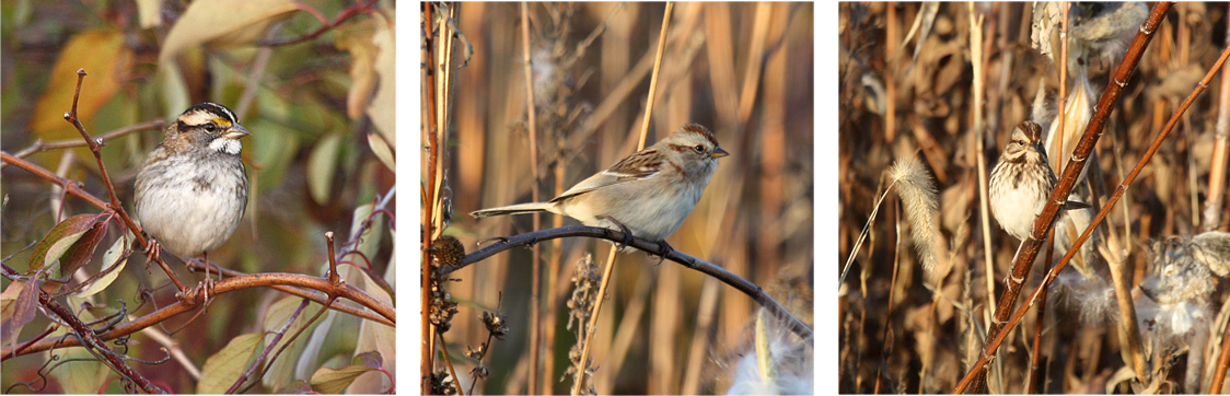 native sparrow edited