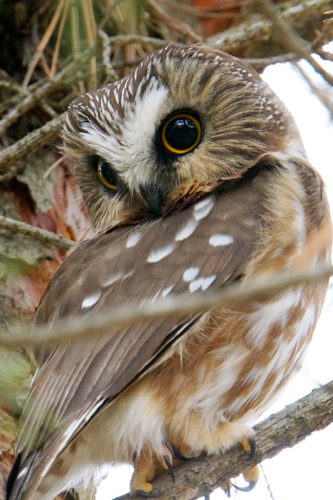 Wordless Wednesday – Northern Saw-Whet Owl