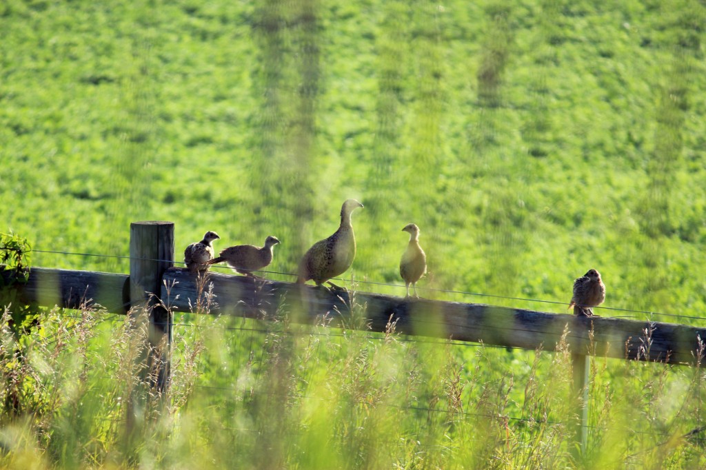 pheasants