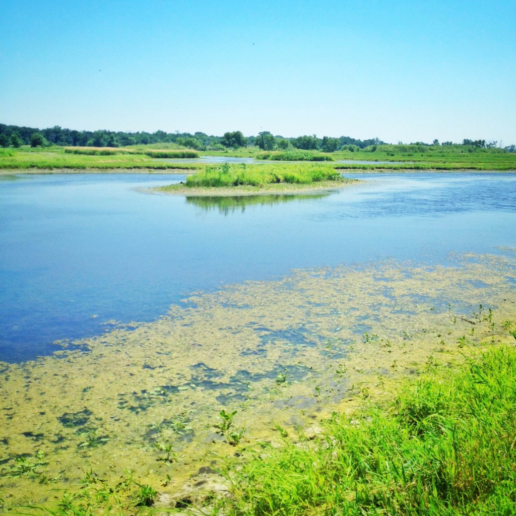 Wetlands at Chichaqua Bottoms Greenbelt