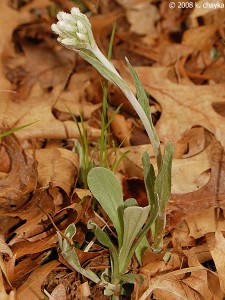 plantain-leaved-pussytoes_0517_110802