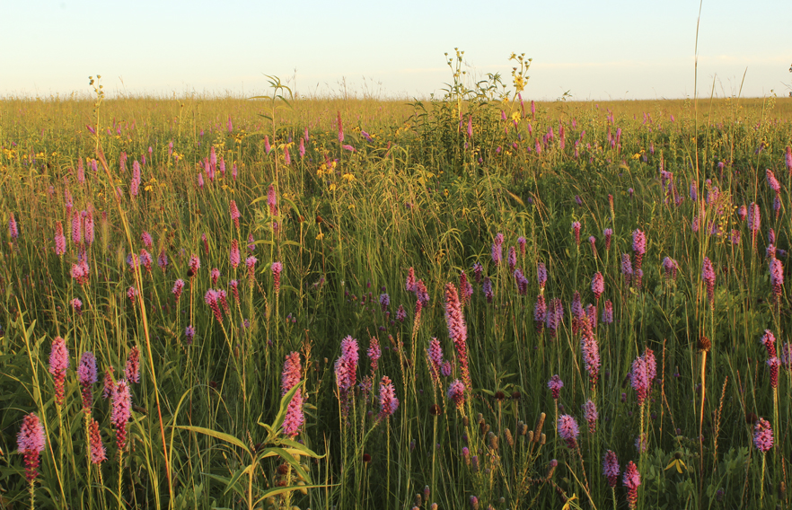 prairie blazingstar