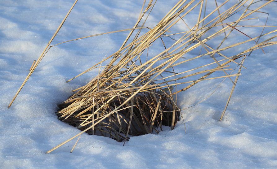 “Layers of heavy wet snow can eventually flatten stands of tall prairie grasses, yet clumps often remain providing access to the surface for small critters.  For deer mice, voles and shrews, it provides an insulation barrier from the cold and protection from predators.” – Carl Kurtz
