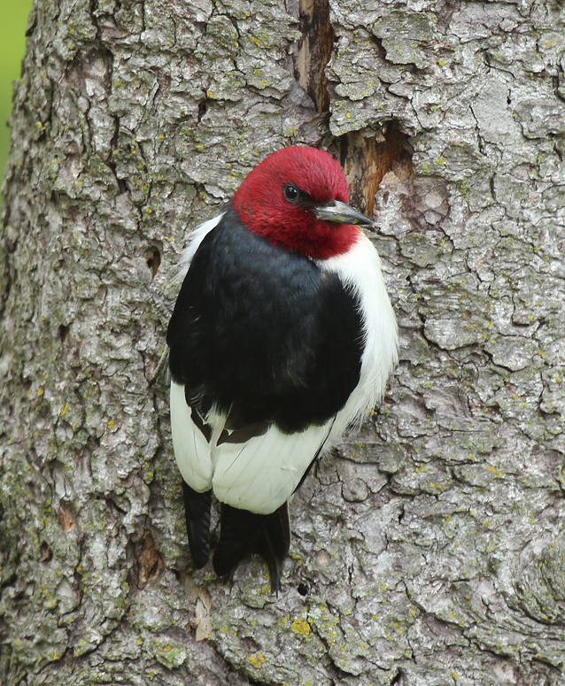 The abundance of woodpeckers such as the red-headed directly relates to available habitat and food supply.  Their numbers may increase after storms cause widespread tree damage or from diseases such as Dutch elm disease, which killed American elms in the 60s and 70s.  Leaving occasional dead trees gives them future nest sites.   