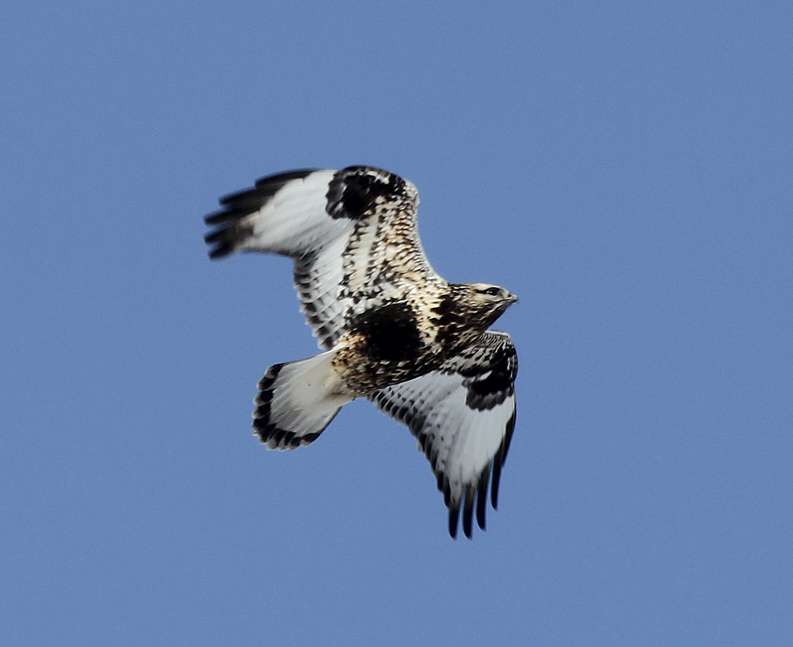 “Rough-legged hawks are in the genus Buteo, with a wingspan that can exceed 4 feet. Their breeding territory is the high Arctic.  Like many other birds of prey, they tend to migrate south seasonally in search of prey with a winter range that covers the northern two-thirds of the US.  Note the dark tail band, the black in the wing (wrists) and on the ends of the primary wing feathers.  Juvenile birds tend to be more mottled and there is also a dark phase, which can appear to be nearly all black.  When hunting, it can often be seen hovering.” – Carl Kurtz