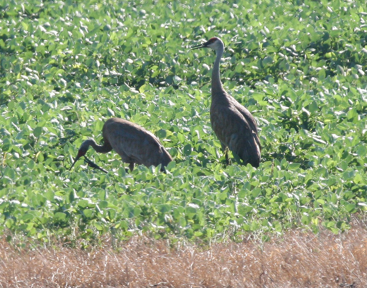 Sandhill Cranes at Chichaqua