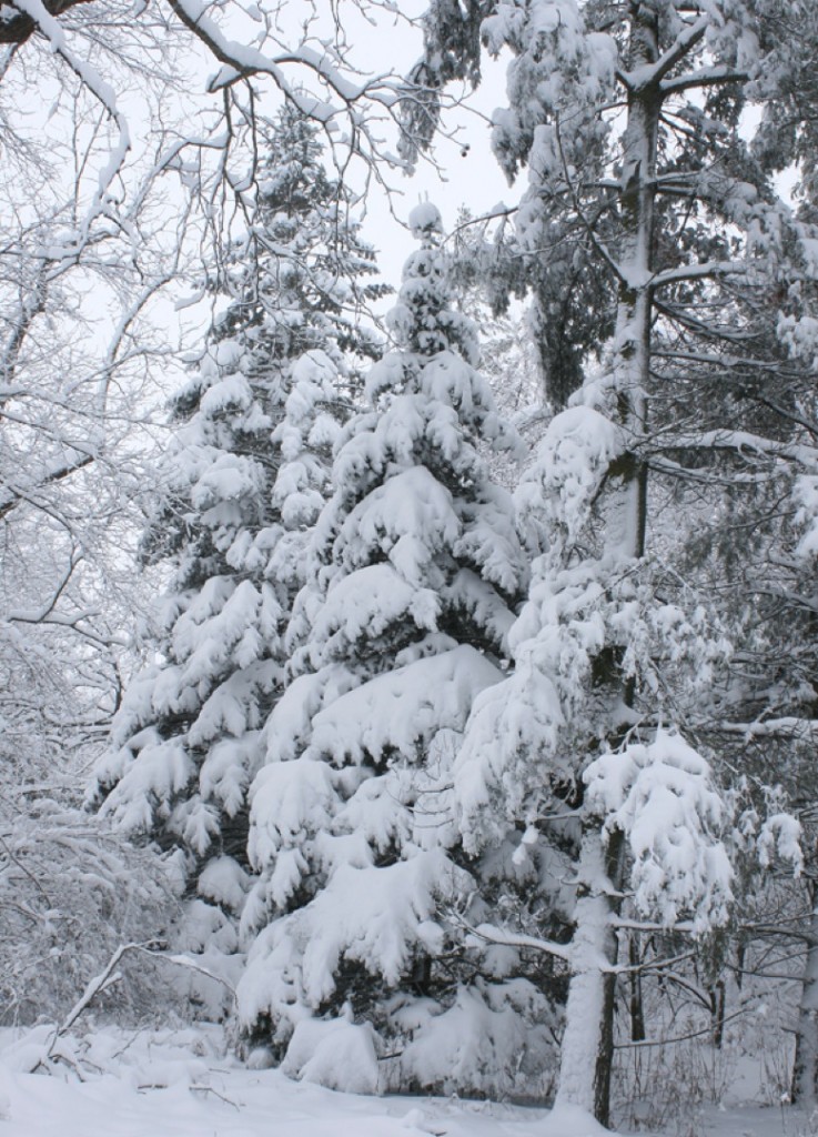 “Like magic or perhaps a miracle a drop in temperature can turn rain into pristine snow falling in silence and layering every branch, twig and blade of grass. Conifers, whether they are pines, spruces, firs or cedars seem to show it best with gently drooping boughs.” – Carl Kurtz