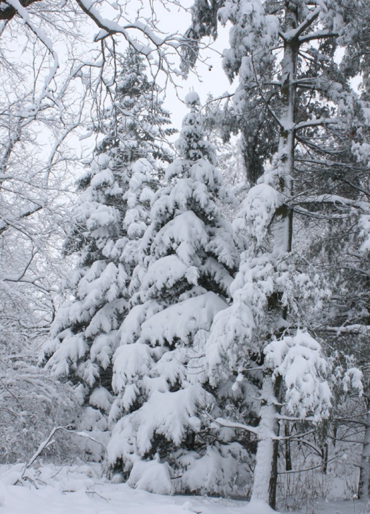 “Like magic or perhaps a miracle a drop in temperature can turn rain into pristine snow falling in silence and layering every branch, twig and blade of grass.  Conifers, whether they are pines, spruces, firs or cedars seem to show it best with gently drooping boughs.” – Carl Kurtz