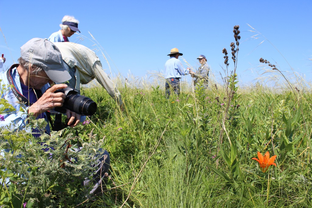 A tour participant photographs a wood lily at the Stinson Prairie State Preserve.