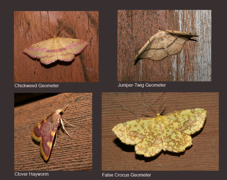 Summer Moths All Rights Reserved Carl Kurtz