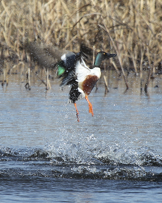 “The Northern Shoveler is in the dabbling duck family with the mallard, blue-winged and green-winged teal. Like the mallard, they have a green head, but have brown sides, a white breast and an oversized bill. As with other dabbling ducks, they feed on the surface or just below the surface of the water by tipping up. Their abrupt take-offs can create a dramatic disturbance as they launch directly up and out of the water.” – Carl Kurtz