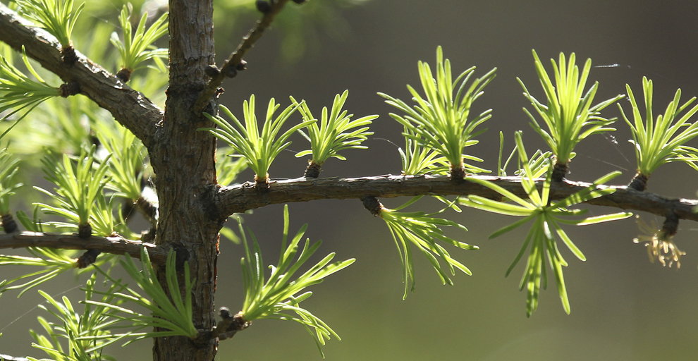 “Coniferous trees, such as spruces, pines and firs, are called evergreens since they have green leaves (or needles) all year.  Tamaracks are coniferous trees found in northern forests; however, they are also deciduous and lose their needles each fall.  New needles produced each spring are about 1 inch long, soft and in whorls of 10-20.” – Carl Kurtz