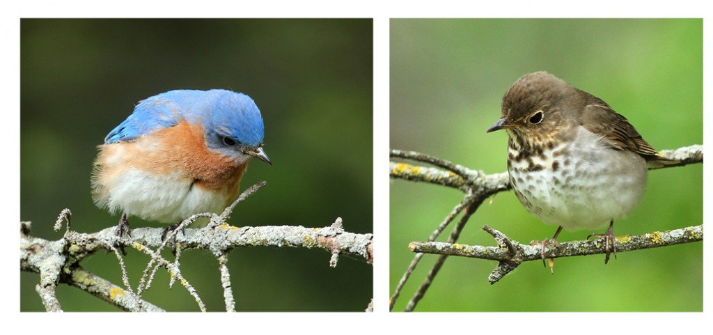 "Thrushes such as the Eastern Bluebird and the Swainson's Thrush may respond to human disturbances to search for insects.  In this case some scattered trees over recently mowed grass was a feeding bonanza.  Perching on low branches they dropped to the ground picking up exposed insects and larvae." -- Carl Kurtz