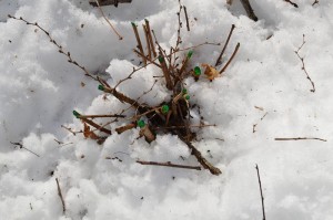 treated barberry stumps