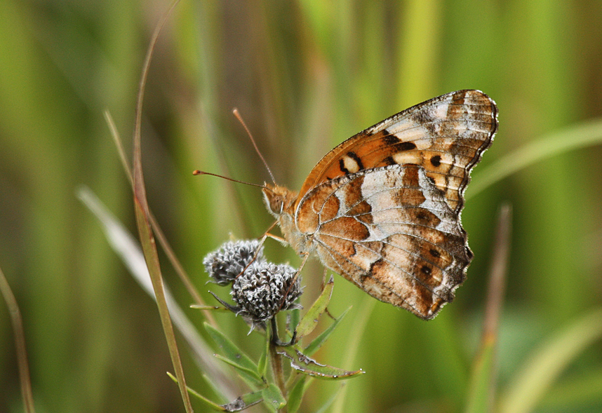 Variegated Fritillary All Rights Reserved Carl Kurtz