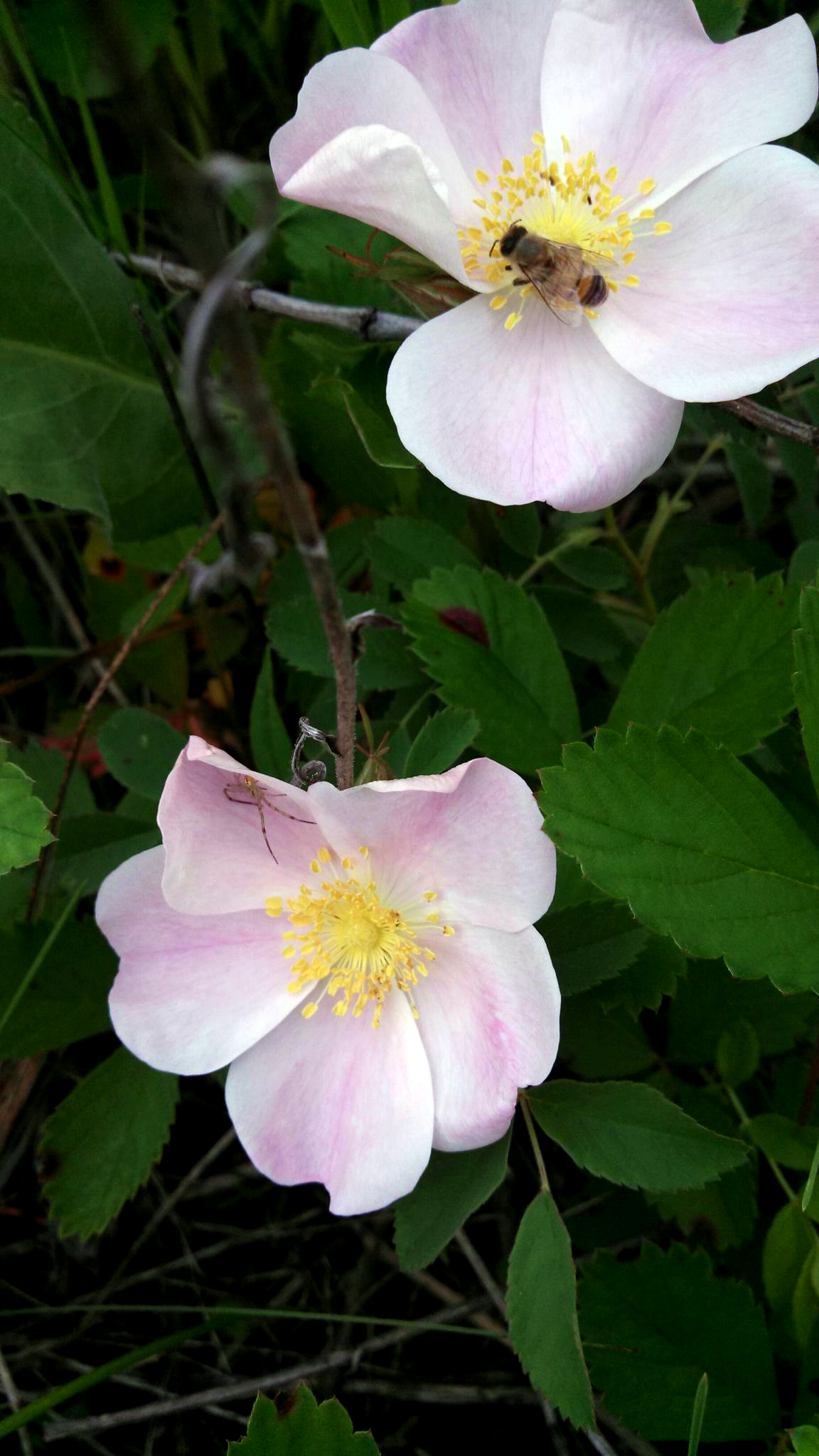 whiterose