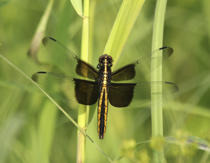 widow skimmer