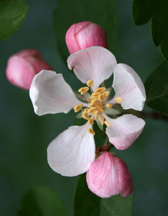 Wild Prairie Crabapple All Rights Reserved Carl Kurtz